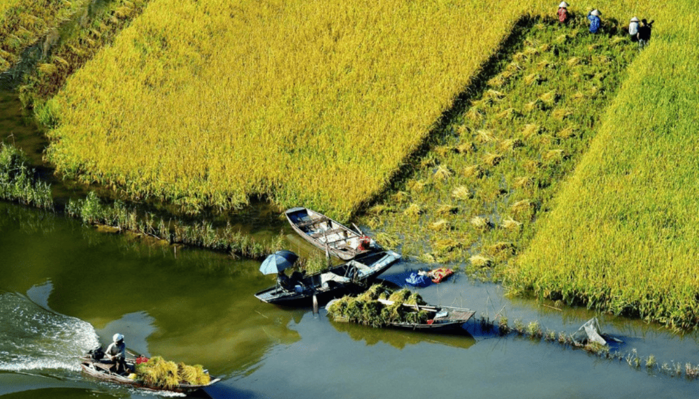 Fields glow golden with ripe rice, and lotus ponds burst into bloom, creating a picture-perfect landscape (Source: Fanpage Tam Coc Scenic Area - Khu du lịch Tam Cốc)